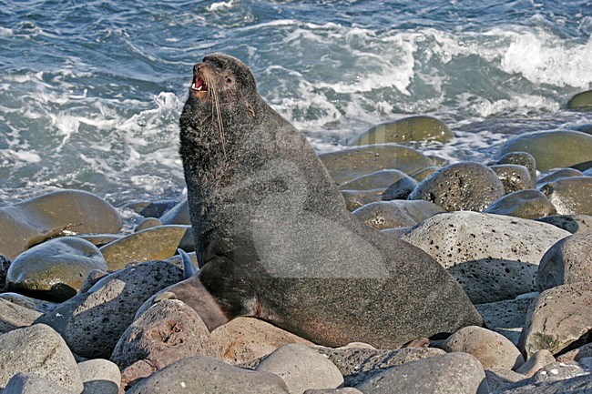 Mannetje Noordelijke Zeebeer roepend, Northern fur seal male calling stock-image by Agami/Pete Morris,