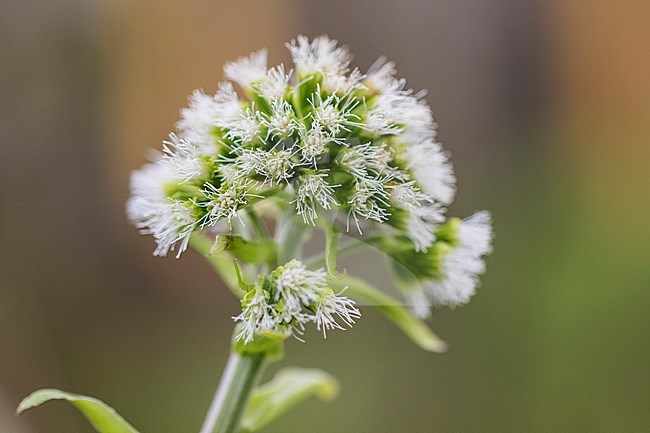 White Butterbur flowers stock-image by Agami/Wil Leurs,