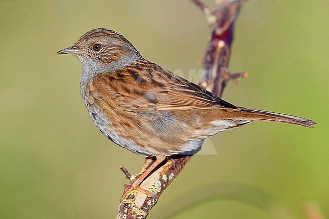 Dunnock (Prunella modularis), adult perched on a branch stock-image by Agami/Saverio Gatto,
