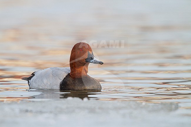 Common Pochard - Tafelente - Aythya ferina, Germany, adult male stock-image by Agami/Ralph Martin,