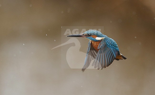 Common Kingfisher (Alcedo atthis) at Nivå in Denmark. Hovering above a stream, trying to catch a fish for diner. stock-image by Agami/Helge Sorensen,