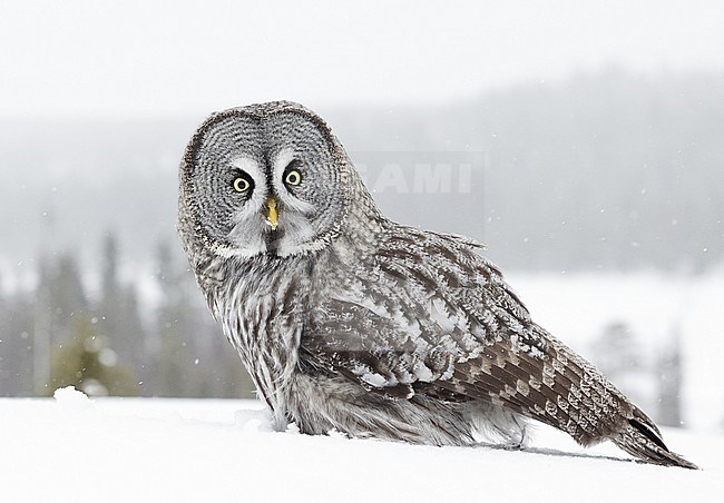 Great Grey Owl (Strix nebulosa) wintering in cold taiga forest in northern Finland. stock-image by Agami/Markus Varesvuo,
