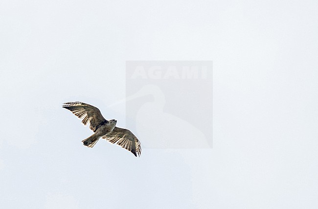 White-throated Hawk, Buteo albigula,  in northern Peru. stock-image by Agami/Pete Morris,