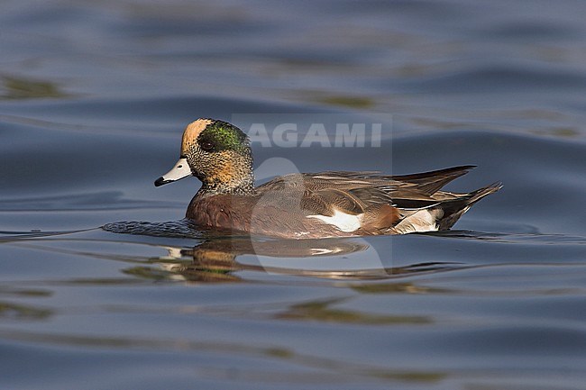 Amerikaanse Smient, American Wigeon stock-image by Agami/Glenn Bartley,