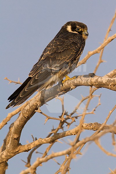 Eurasian Hobby  (Falco subbuteo), side view of a juvenile perched on a branch in Oman. stock-image by Agami/Saverio Gatto,