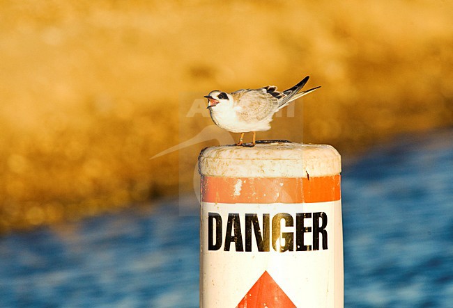Forsters Stern, Forsters Tern stock-image by Agami/Marc Guyt,