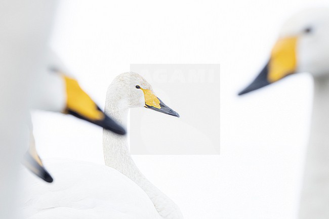 Whooper Swan (Cygnus cygnus) in winter surronding. stock-image by Agami/Marcel Burkhardt,
