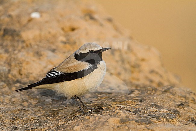 Desert Wheatear - Wüstensteinschmätzer - Oenanthe deserti, Oman, adult male stock-image by Agami/Ralph Martin,