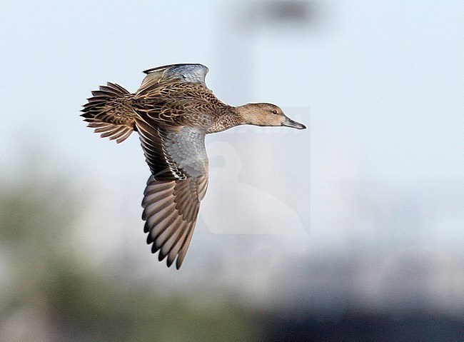Vrouwtje Kaneeltaling in vlucht, Female Cinnamon Teal in flight stock-image by Agami/Mike Danzenbaker,
