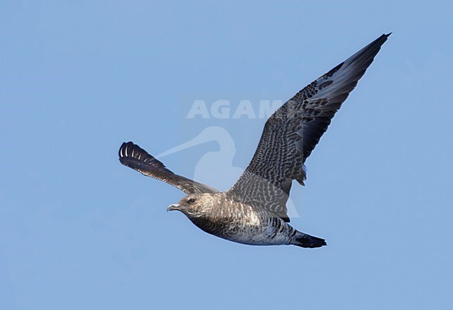 Eerstejaars vliegende Middelste Jager; First-year flying Pomarine Skua stock-image by Agami/Mike Danzenbaker,