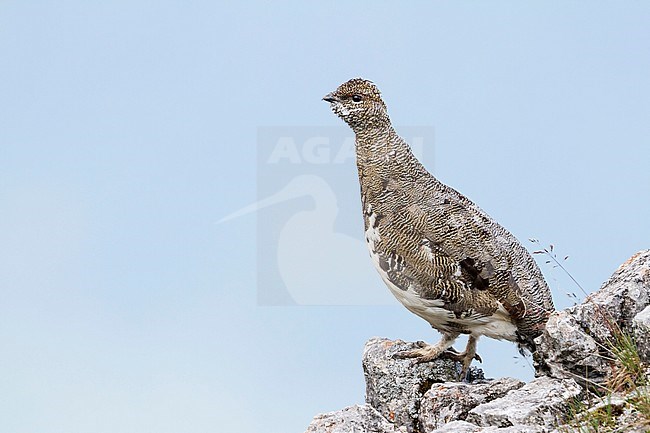 Adult male Alps Rock Ptarmigan (Lagopus muta helvetica) in summer plumage in Alp mountains in Germany. stock-image by Agami/Ralph Martin,