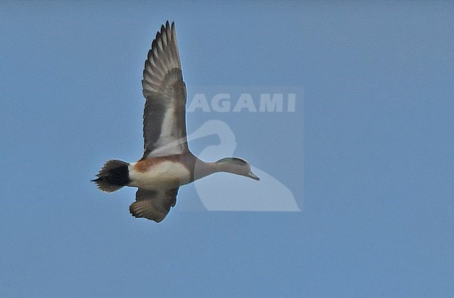 Mareca americana, American Wigeon, Netherlands, flying, underwing, adult male stock-image by Agami/Eduard Sangster,