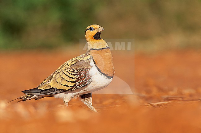 Male Pin-tailed Sandgrouse (Pterocles alchata) in steppes near Belchite in Spain. stock-image by Agami/Marc Guyt,