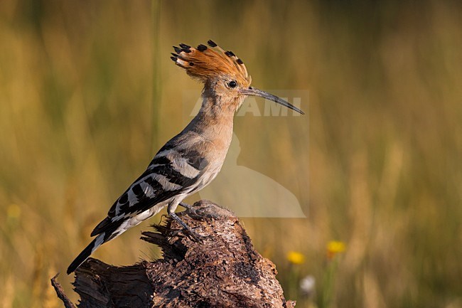 Hop in vlucht; Eurasian Hoopoe in flight stock-image by Agami/Daniele Occhiato,