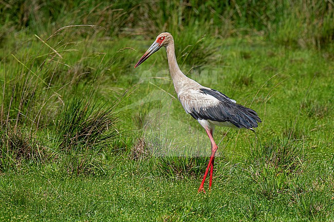 Maguari Stork (Ciconia maguari) standing in wet marsh stock-image by Agami/Andy & Gill Swash ,