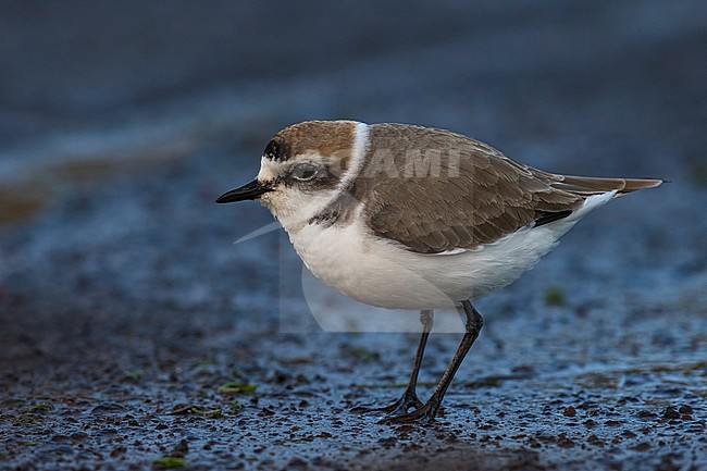 Strandplevier; Kentish Plover; Charadrius alexandrinus stock-image by Agami/Daniele Occhiato,