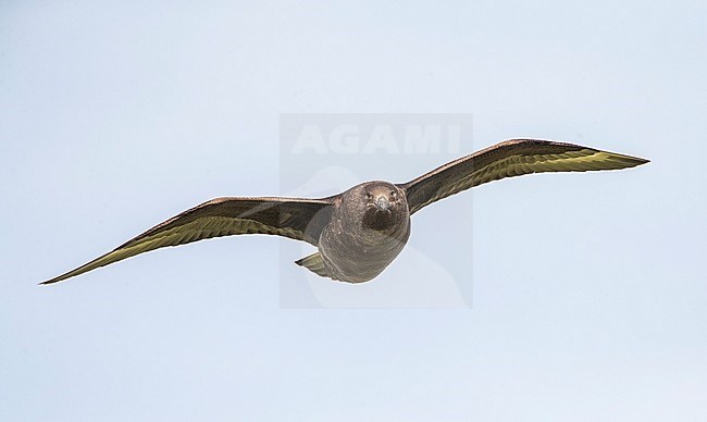 Brown Skua (Stercorarius antarcticus lonnbergi) flying over Enderby Island, part of the Auckland Islands, New Zealand; stock-image by Agami/Marc Guyt,