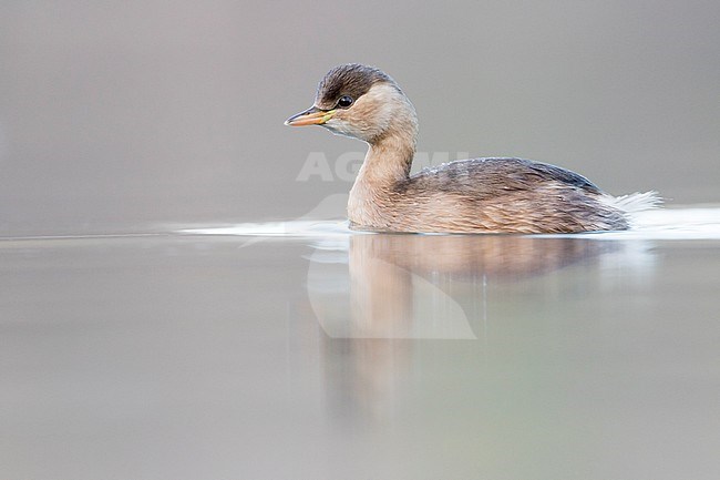 Little Grebe - Zwergtaucher - Tachybaptus ruficollis ssp. ruficollis, France, adult winter plumage stock-image by Agami/Ralph Martin,