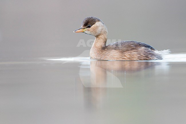 Little Grebe - Zwergtaucher - Tachybaptus ruficollis ssp. ruficollis, France, adult winter plumage stock-image by Agami/Ralph Martin,