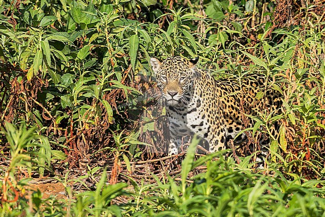 Alert Jaguar (Panthera onca) in the Pantanal of Brazil. It is an apex predator, meaning it is at the top of the food chain and is not preyed upon in the wild. stock-image by Agami/Glenn Bartley,