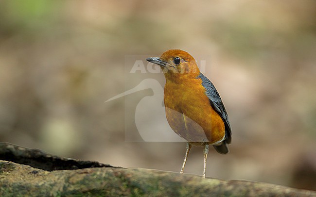 Orange-headed Thrush (Geokichla citrina) in Khao Yai National Park, Thailand stock-image by Agami/Helge Sorensen,