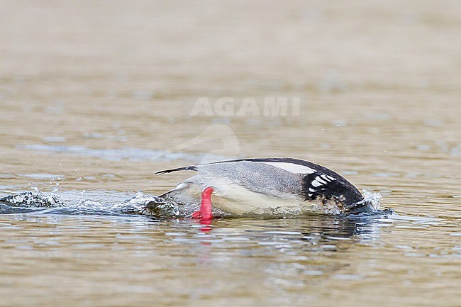 Middelste Zaagbek, Red-breasted Merganser, Mergus serrator pair, male, female, fishing in river mouth with reflection stock-image by Agami/Menno van Duijn,