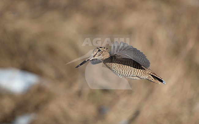 Eurasian Woodcock (Scolopax rusticola) sideview of a bird in flight against background showing underwing at Blåvand, Denmark stock-image by Agami/Helge Sorensen,
