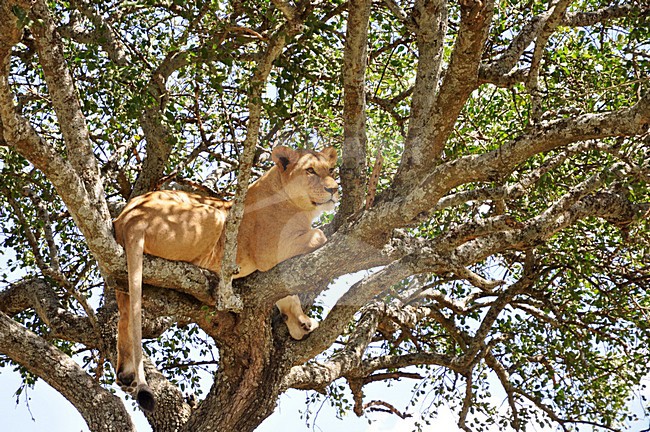 Afrikaanse Leeuw in boom, African Lion in tree stock-image by Agami/Laurens Steijn,