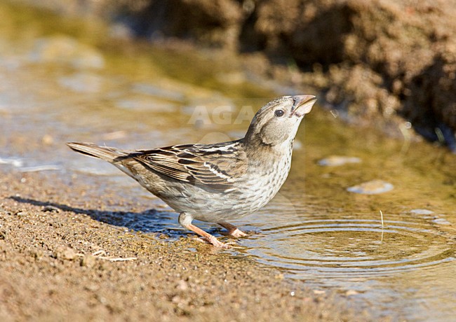 Vrouwtje Spaanse Mus; Female Spanish Sparrow stock-image by Agami/Marc Guyt,