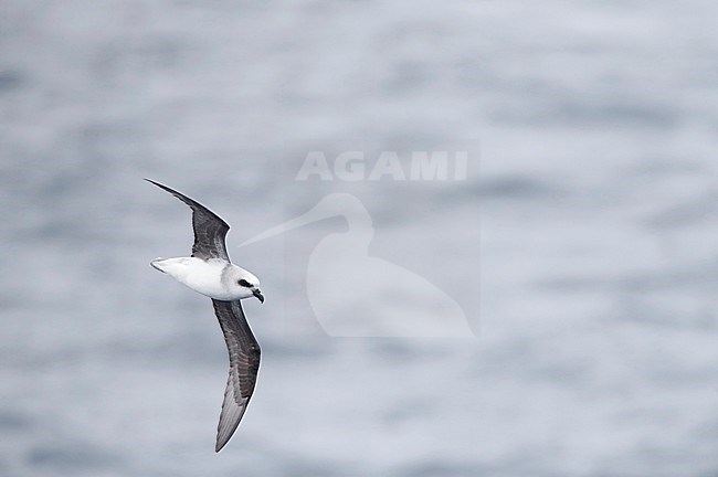 White-headed petrel (Pterodroma lessonii) in flight above the subantarctic pacific ocean near New Zealand. Arcing high above the rough seas. stock-image by Agami/Marc Guyt,
