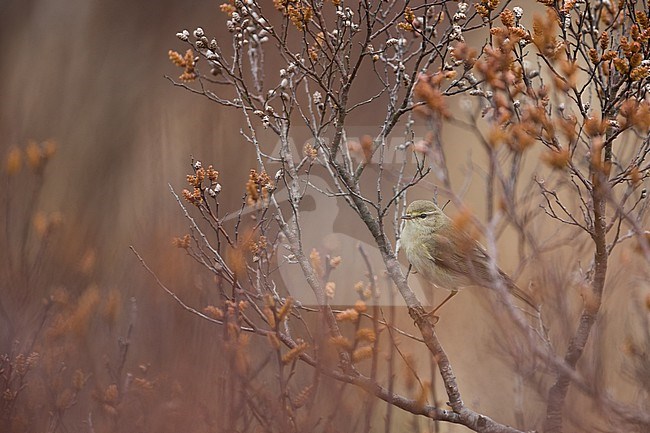 Willow Warbler - Fitis - Phylloscopus trochilus ssp. trochilus, Germany (Schleswig-Holstein), adult stock-image by Agami/Ralph Martin,