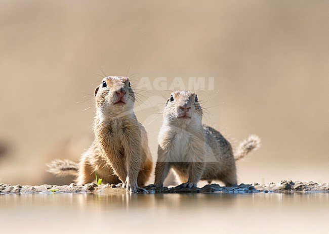 European Souslik (Spermophilus citellus) in Hungary. Also known as European ground squirrel. stock-image by Agami/Han Bouwmeester,