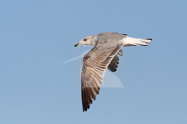 Yellow-legged Gull - MIttelmeermöwe - Larus michahellis ssp. michahellis, Portugal, 2nd S stock-image by Agami/Ralph Martin,