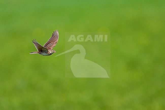 Eurasian Skylark (Alauda arvensis) in the Netherlands. stock-image by Agami/Marc Guyt,