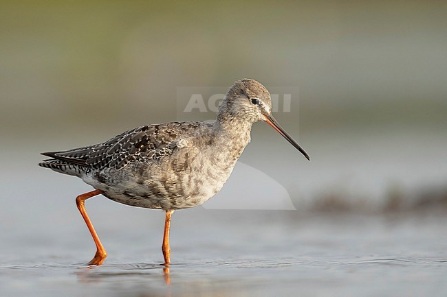 Moulting Spotted Redshank, Tringa erythropus, in the Netherlands. stock-image by Agami/Han Bouwmeester,
