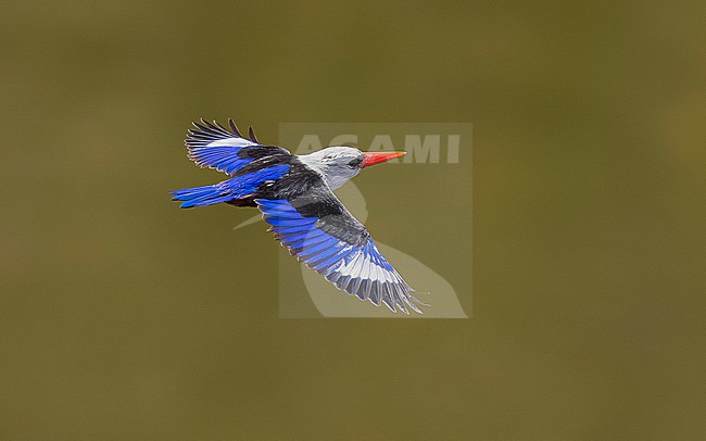Adult Grey-headed Kingfisher (Halcyon leucocephala)  flying over Barragem de Faveta, Santiago, Cape Verde. stock-image by Agami/Vincent Legrand,