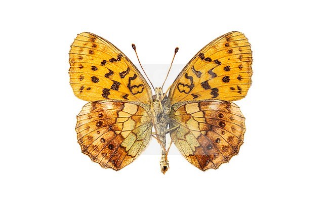 Marbled Fritillary, Braamparelmoervlinder, Brenthis daphne stock-image by Agami/Wil Leurs,