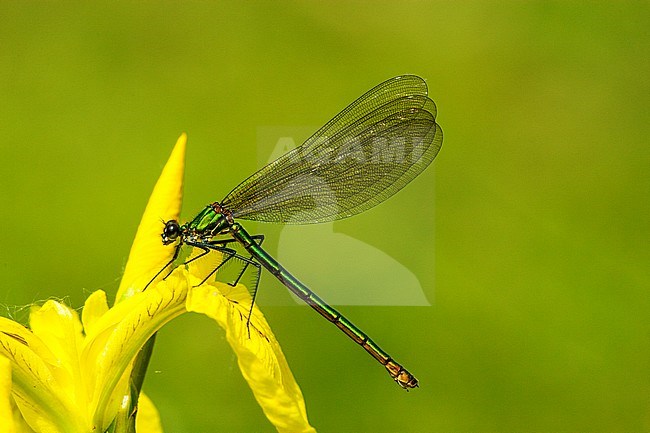 Vrouwtje Weidebeekjuffer op gele lis, Female Banded Demoiselle on Yellow Flag stock-image by Agami/Wil Leurs,