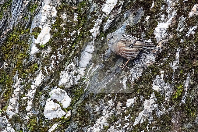 Western Alpine Accentor (Prunella collaris collaris) sitting on a cliff in castle of Bouillon, Luxembourg, Belgium. stock-image by Agami/Vincent Legrand,