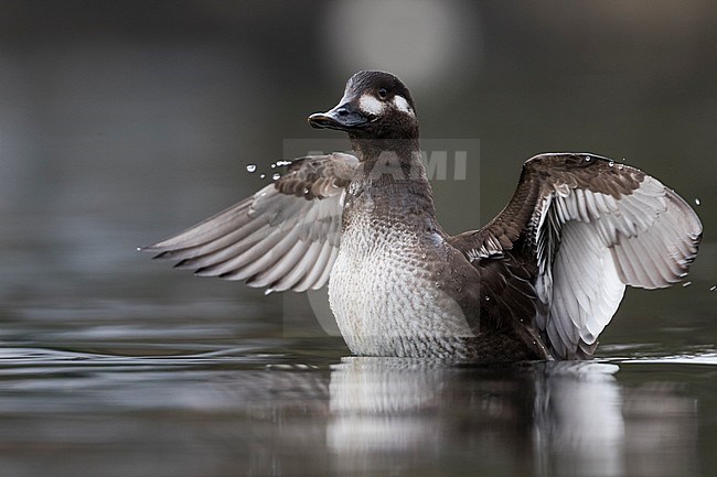 First-winter female Velvet Scoter (Melanitta fusca) swimming on a lake in Switzerland. stock-image by Agami/Ralph Martin,