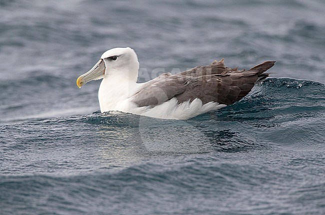 Adult White-capped Albatross (Thalassarche steadi) swimming in the pacific ocean off Kaikoura, New Zealand. stock-image by Agami/Marc Guyt,