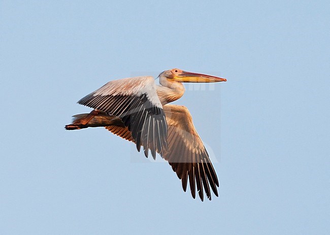 Roze Pelikaan vliegend in ochtendlicht; Great White Pelican flying in morning light stock-image by Agami/Marc Guyt,