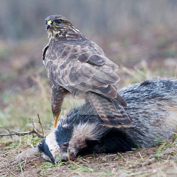 Buizerd zittend op Das; Common Buzzard perched on Badger stock-image by Agami/Han Bouwmeester,