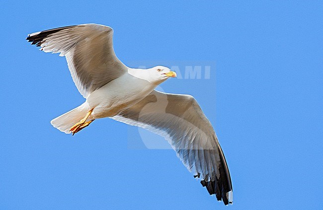 Adult Yellow-legged Gull (Larus michahellis michahellis) in flight against a bright blue sky on Lesvos, Greece. Seen from below. stock-image by Agami/Marc Guyt,