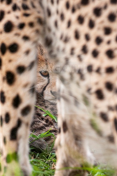 A cheetah cub, Acinonyx jubatus, resting near its mother. Masai Mara National Reserve, Kenya. stock-image by Agami/Sergio Pitamitz,