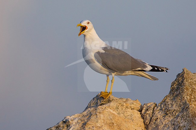 Geelpootmeeuw; Yellow-legged Gull; Larus michahellis stock-image by Agami/Daniele Occhiato,