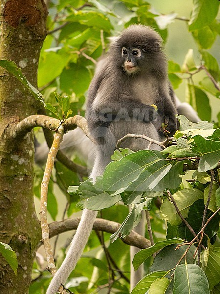 spectacled langur, trachypithecus obscurus stock-image by Agami/Hans Germeraad,