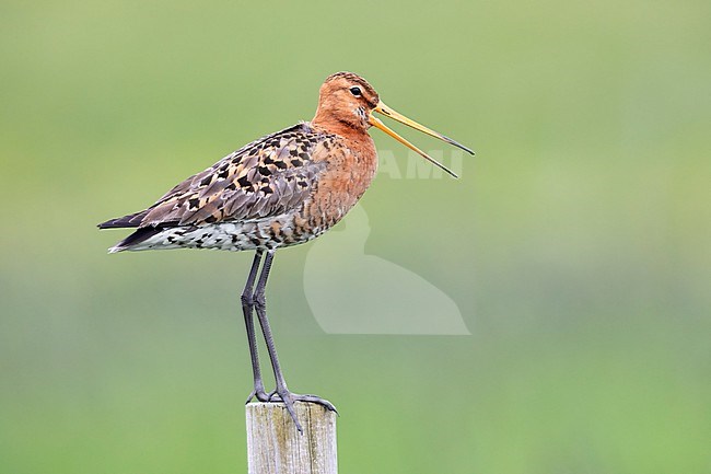 Black-tailed Godwit  (Limosa limosa islandica), side view of an adult standing on a post, Southern Region, Iceland stock-image by Agami/Saverio Gatto,