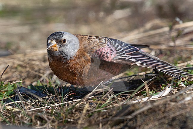A Gray-crowned Rosy-Finch (Leucosticte tephrocotis littoralis) streches its wing along the coast of Iona Island near Vancouver, British Columbia, during a short stop on its migration. Close-up frontal view of the bird with a stretched out left wing. The rosy colored flanks and part of the wing after which this bird is named, are clearly visible. stock-image by Agami/Jacob Garvelink,