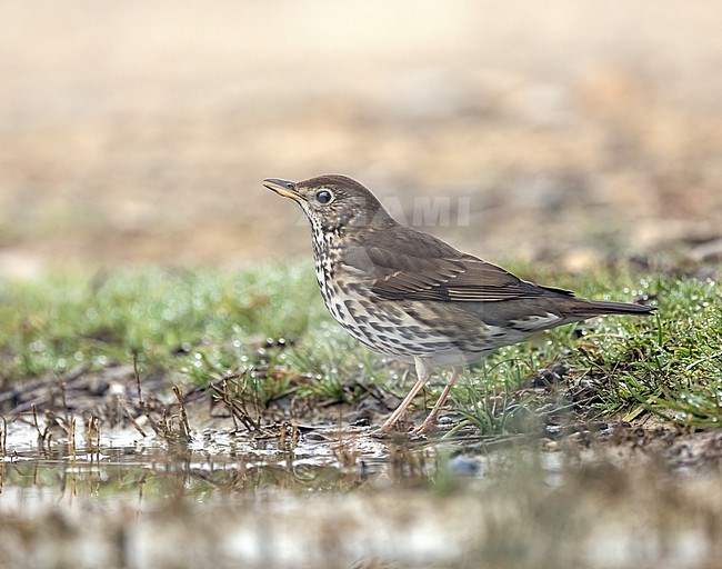 Song Thrush (Turdus philomelos) drinking stock-image by Agami/Roy de Haas,